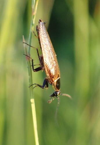 Réf. 276 417 : Ectobius sp.